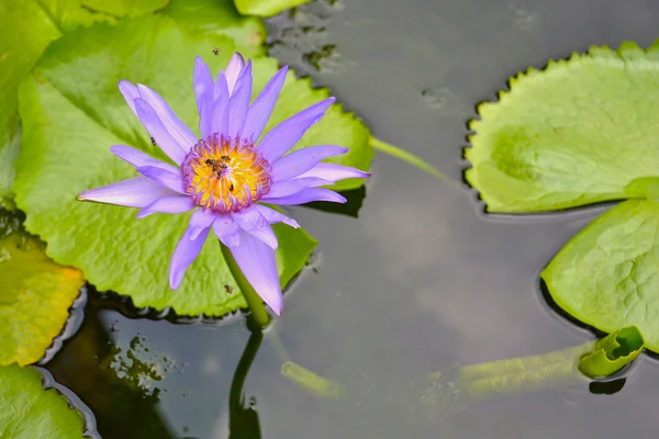 stock image Water Lily