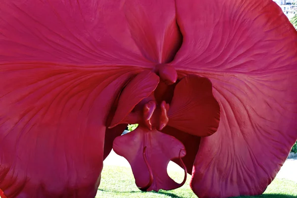 아름 다운 분홍색 난초 — 스톡 사진