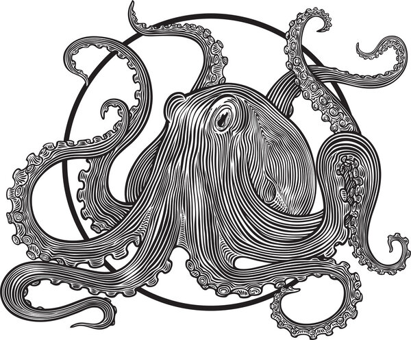 Octopus