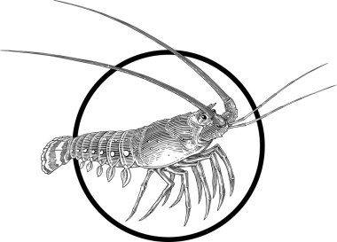 Spiny lobster clipart