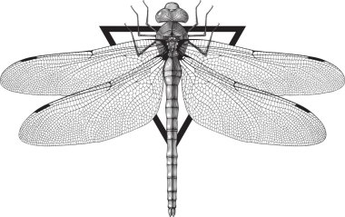 Dragonfly clipart