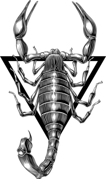 Escorpión — Vector de stock