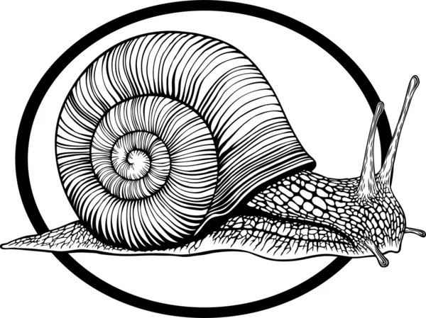 Big snail — Stock Vector