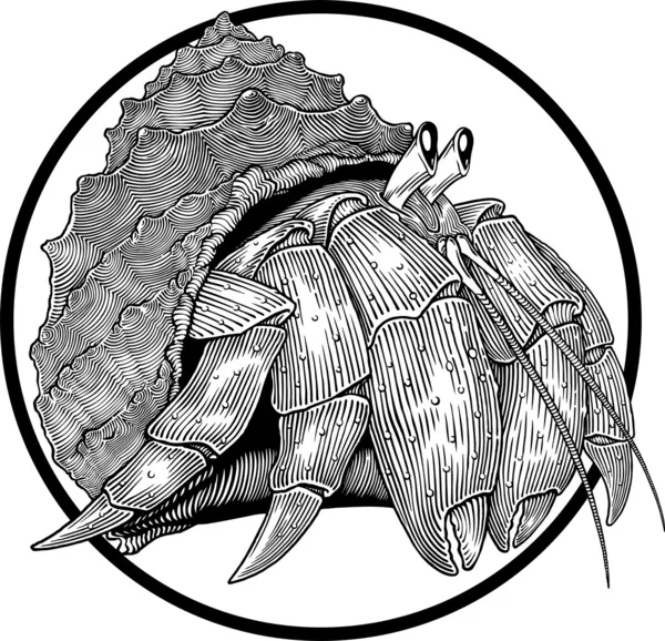 Crabe ermite — Image vectorielle