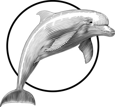 Dolphin clipart