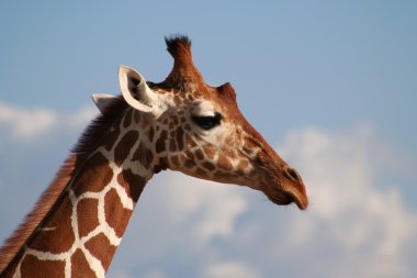 Reticulated Giraffe Head profile