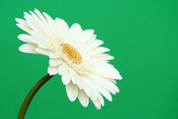 Beyaz gerbera daisy yeşil