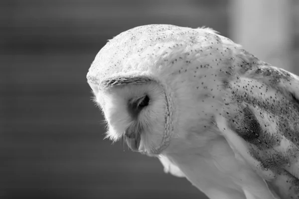 Barn Owl side view — Stock Photo, Image