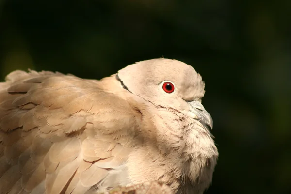 Collared Dove — Stock Photo, Image