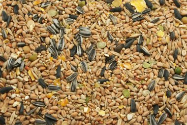 Mixed Bird Seed clipart