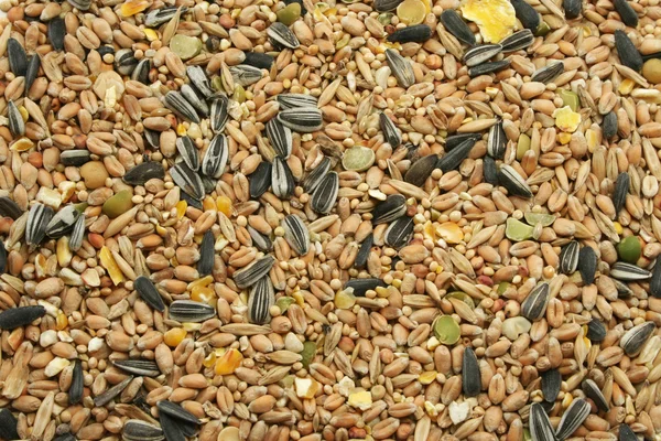 혼합된 조류 씨앗 — 스톡 사진