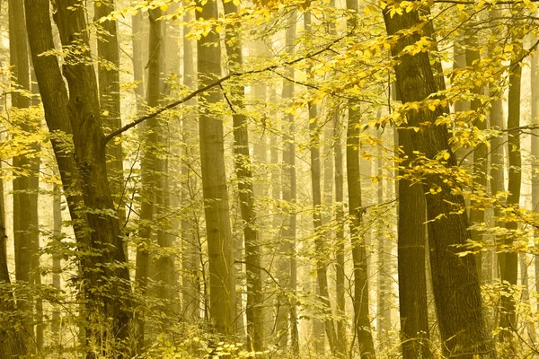 Podzimní stromy v mlze. — Stock fotografie