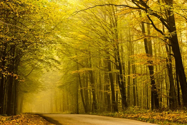 Mysterious road in autumn forest. — Stock Photo, Image