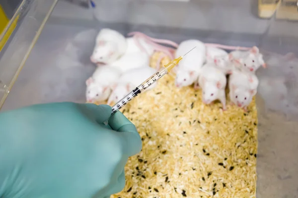 O cientista vai vacinar o grupo de ratos de laboratório. — Fotografia de Stock