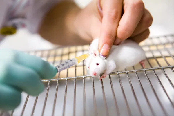 Тест вакцини на лабораторну мишу, ін'єкція — стокове фото