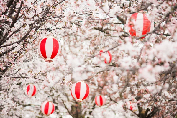 Cherry blossoms with Chinese lanterns in the trees — Stock Photo, Image