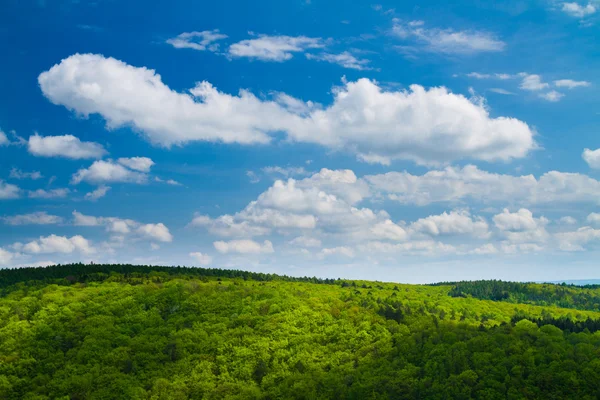 Прекрасный зеленый лес с голубым небом — стоковое фото