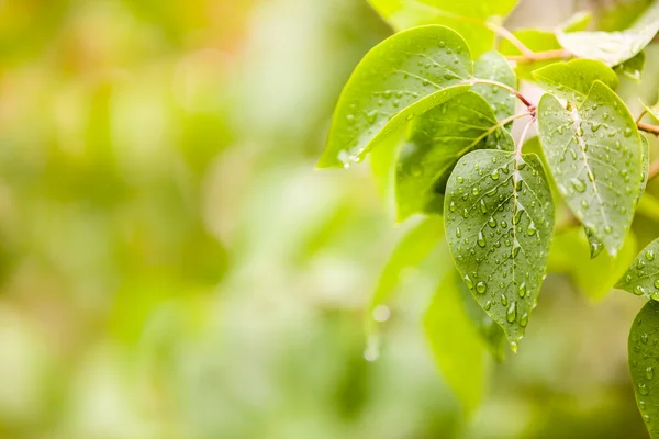 stock image Few leaves with raindrops and blurred background