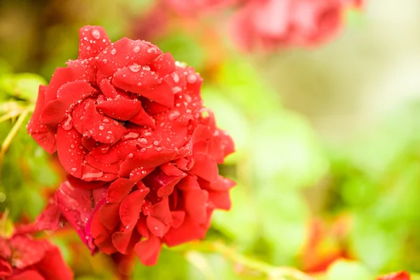 Several red rose flowers and blurred background — Stock Photo, Image