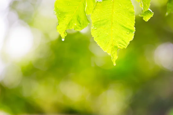 stock image Leaves with of water and burred green background