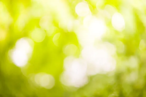 Natürlicher verschwommener Hintergrund voller Grün — Stockfoto