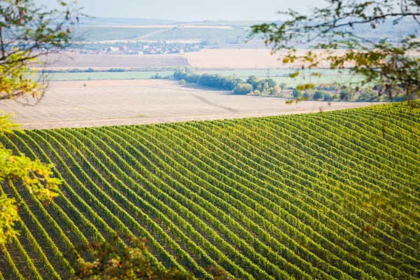 Kebun anggur dengan ladang terdekat di Palava, Ceko — Stok Foto