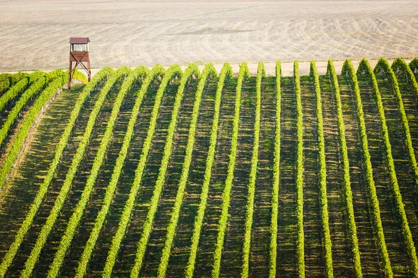 Vista general del viñedo en Palava, República Checa — Foto de Stock