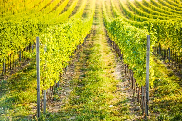 Detalj av vingård i palava, Tjeckien — Stockfoto