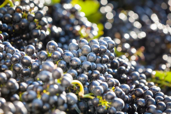 Haufen von Weintrauben bereit für die Verarbeitung — Stockfoto