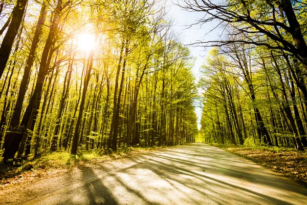 Δρόμος στο όμορφο δάσος με ήλιο που λάμπει μέσα από — Φωτογραφία Αρχείου