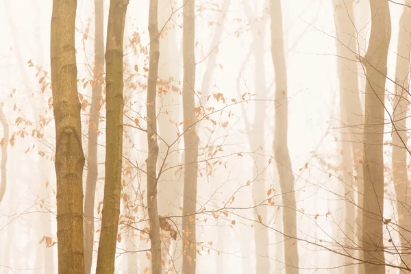 Träd snabbt försvinna i gult ljus fog — Stockfoto