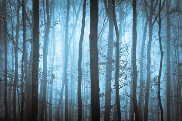 Bosque espeluznante azul oscuro con árboles en niebla Imagen De Stock