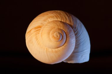 Seashell on Black Background clipart