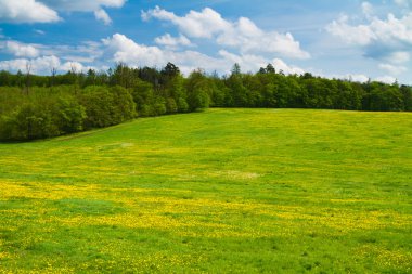 Meadow on a hill with forest and sky clipart