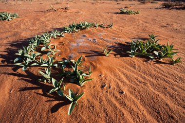 wadi rum, çiğ ile yeşil succulents.