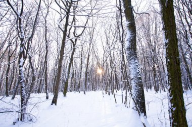 winter forest met zon achter bomen in centrum