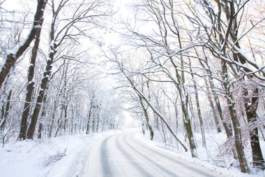 Kış yol snowy orman