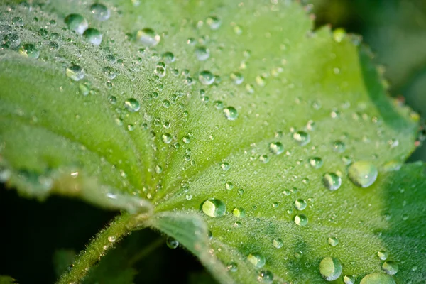 Close-up of a leaf with dew