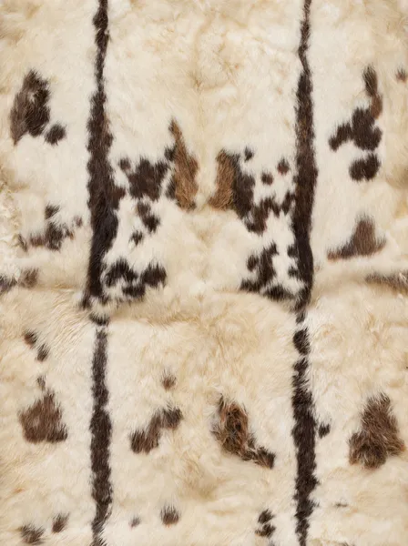 Leathers kelinci dengan pola, empat potong — Stok Foto