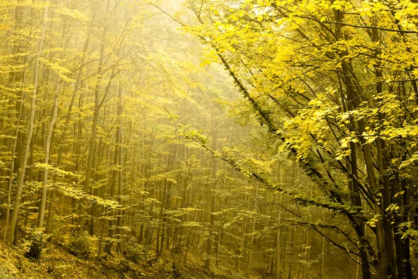 Dwie warstwy drzew w lesie jesienią. — Zdjęcie stockowe