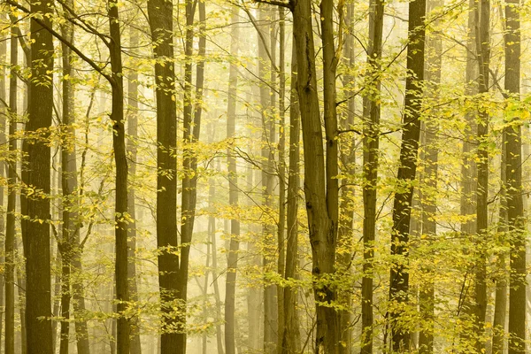 Jesienią drzewa szybko znikają we mgle. — Zdjęcie stockowe