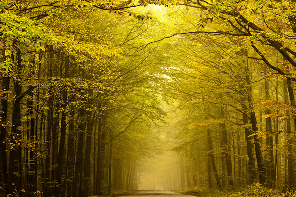 Road disappearing in the fog in autumn forest.