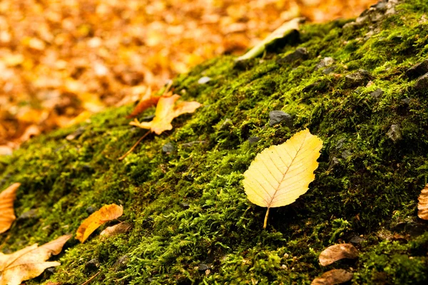 stock image Leaf lying on a moss in autumn