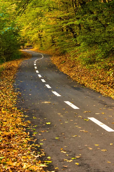 Waldweg für Radfahrer im Herbst — Stockfoto