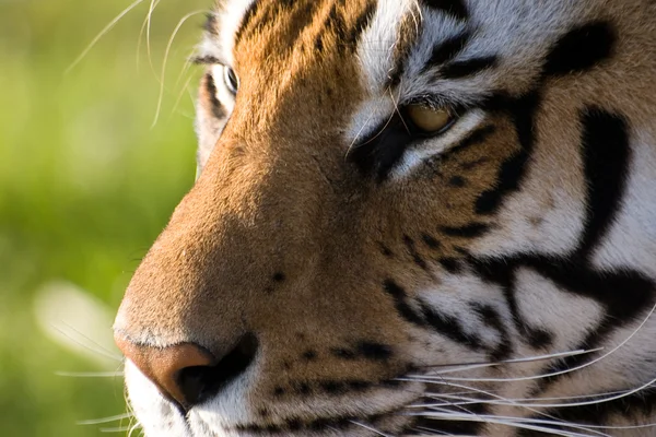 stock image Concentrated Look of a Tiger