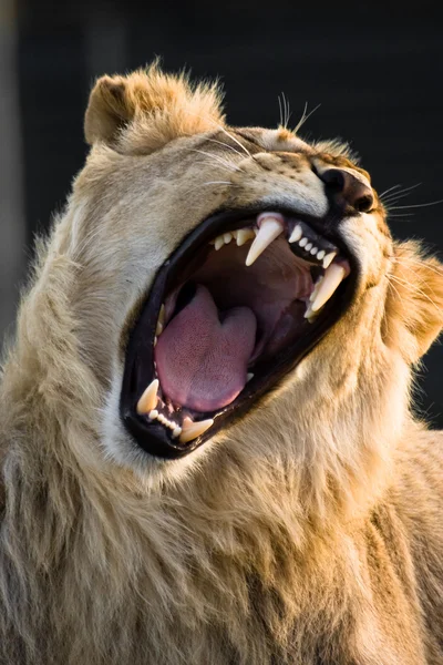 Powerful Yawn — Stock Photo, Image
