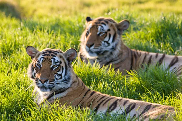 Tigres al atardecer — Foto de Stock