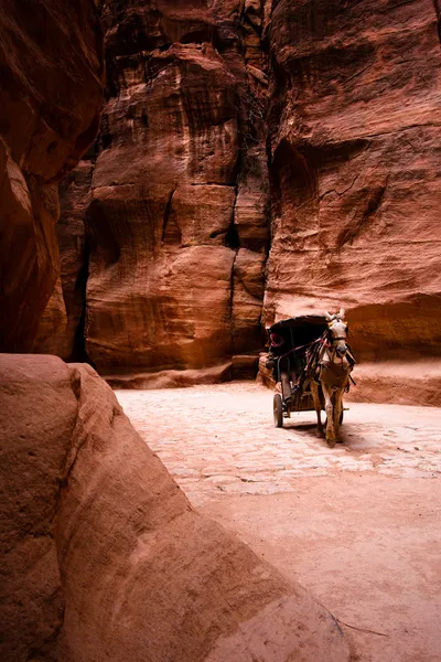 Siq-佩特拉的马与马车 — 图库照片