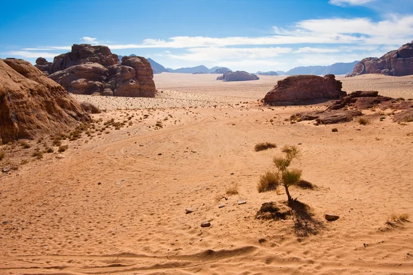 Petit arbre dans le désert de Wadi Rum, Jordanie . — Photo