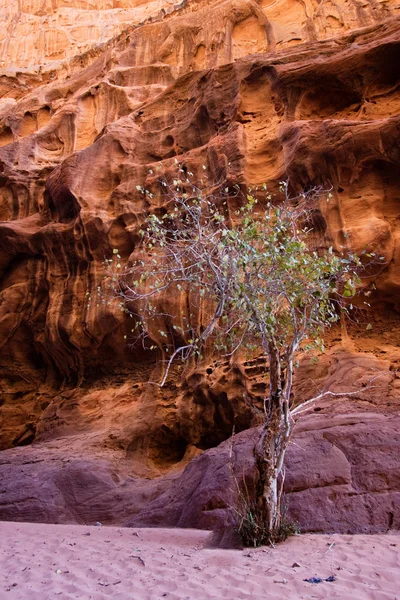 Één boom in de buurt van bergen in wadi rum, Jordanië. — Stockfoto